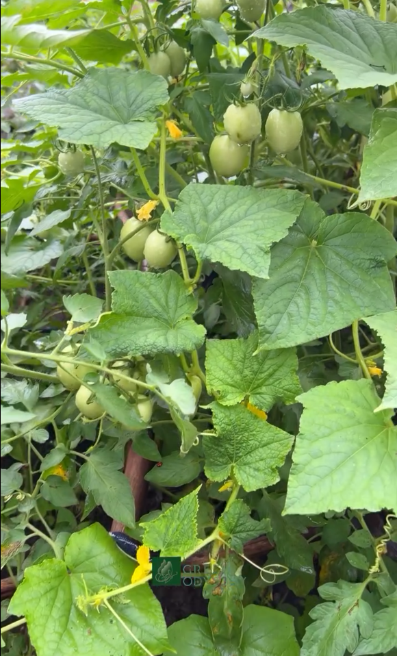 Fresh in-house garden produce grown sustainably.