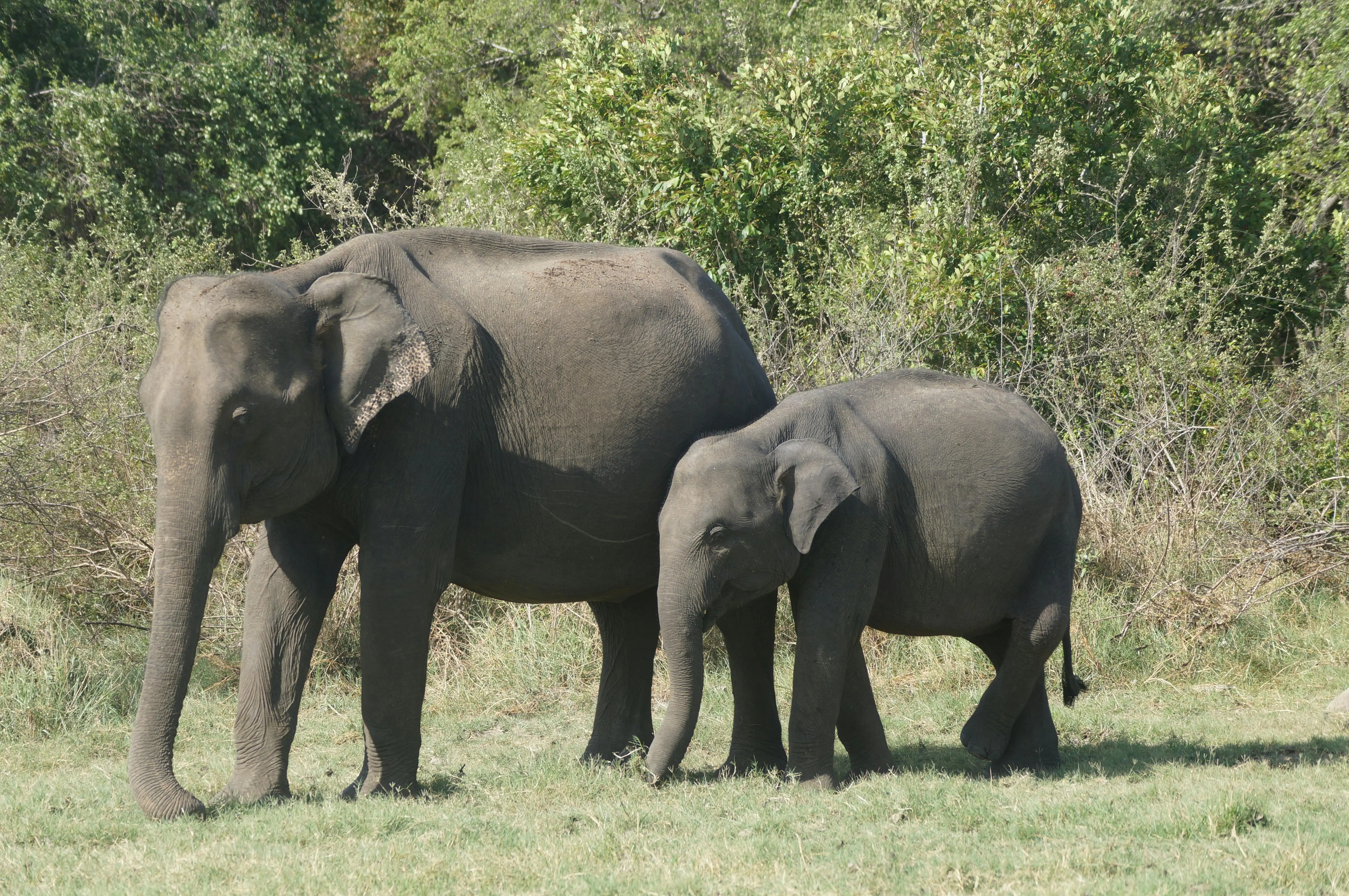 elephant in udawalawe national park