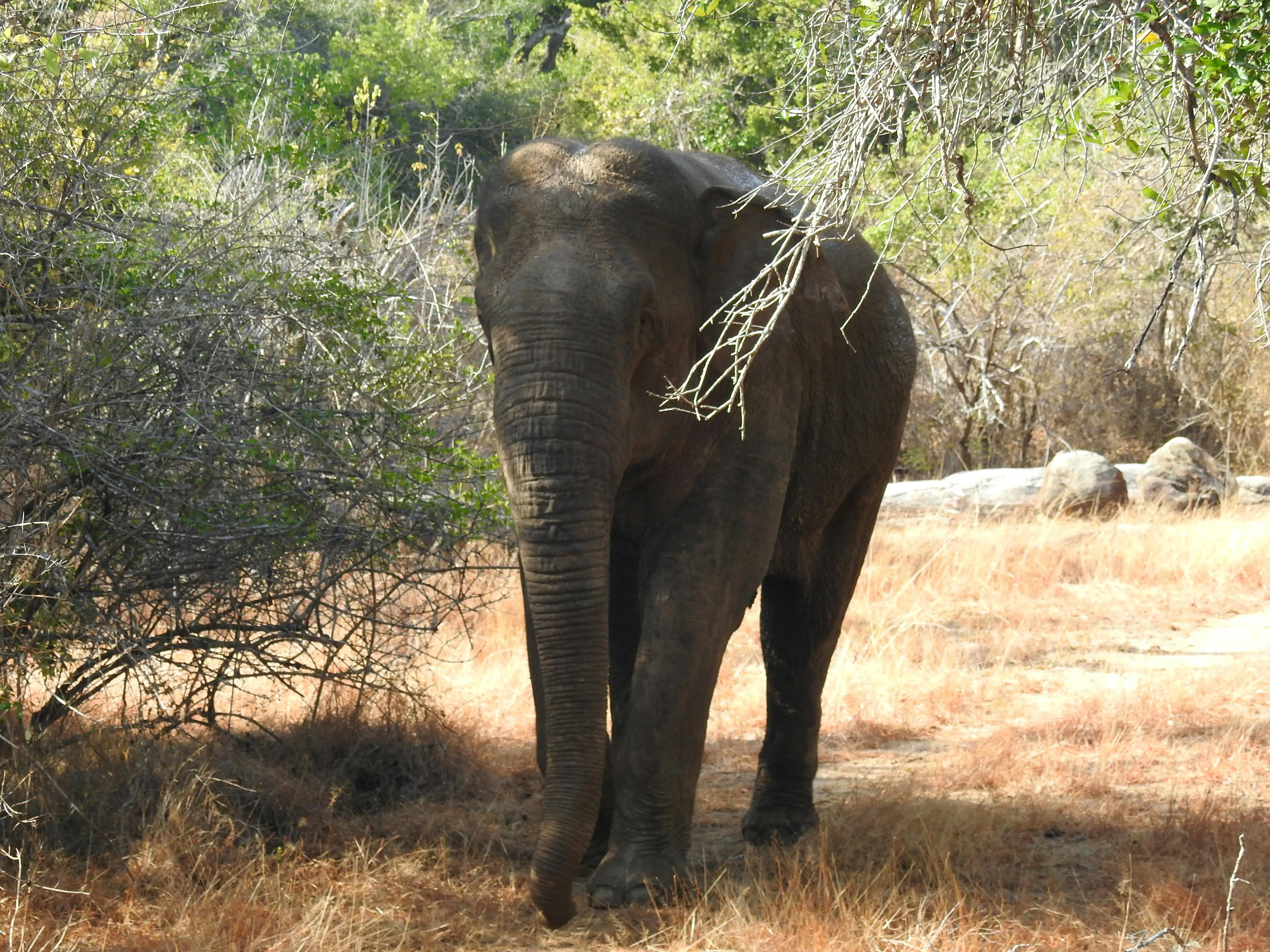 udawalawe national park scenery