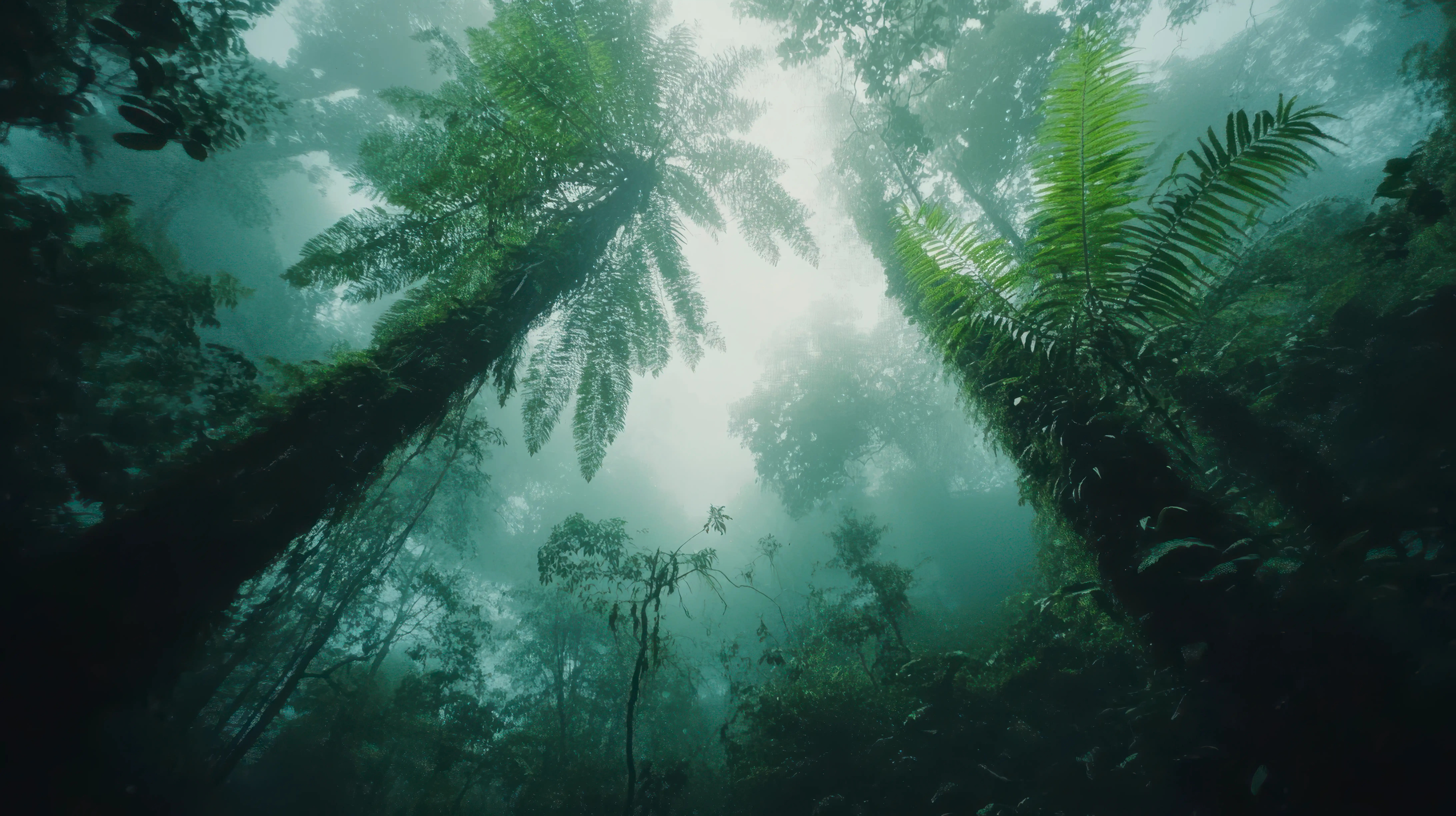 tree canopy in sinharaja