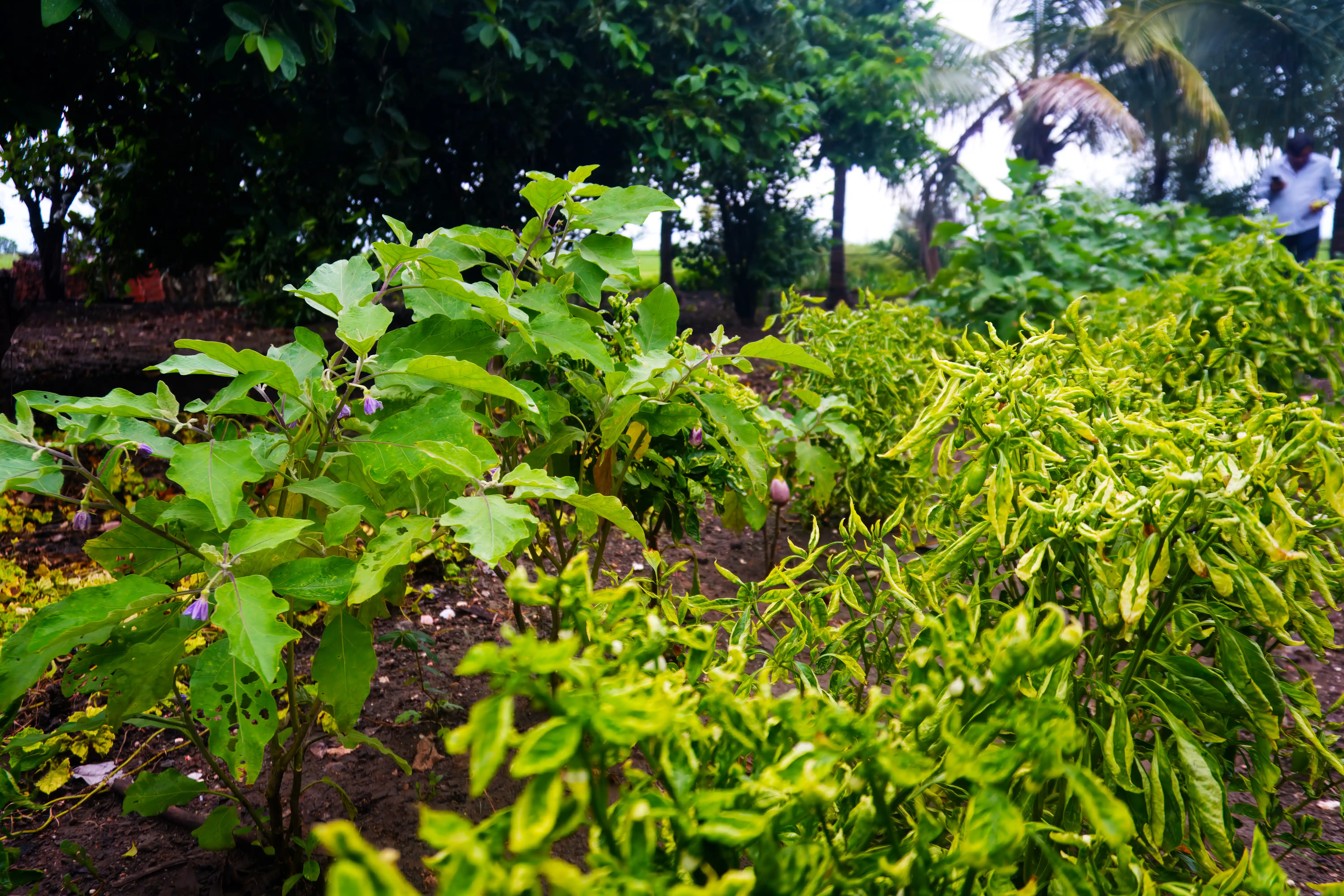 Wetland Bird Watching Track